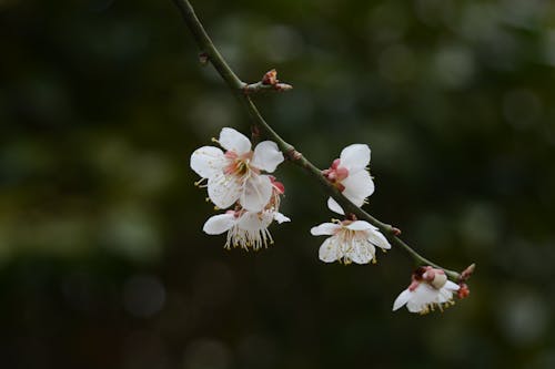 ağaç, bitki, çiçek açmak içeren Ücretsiz stok fotoğraf