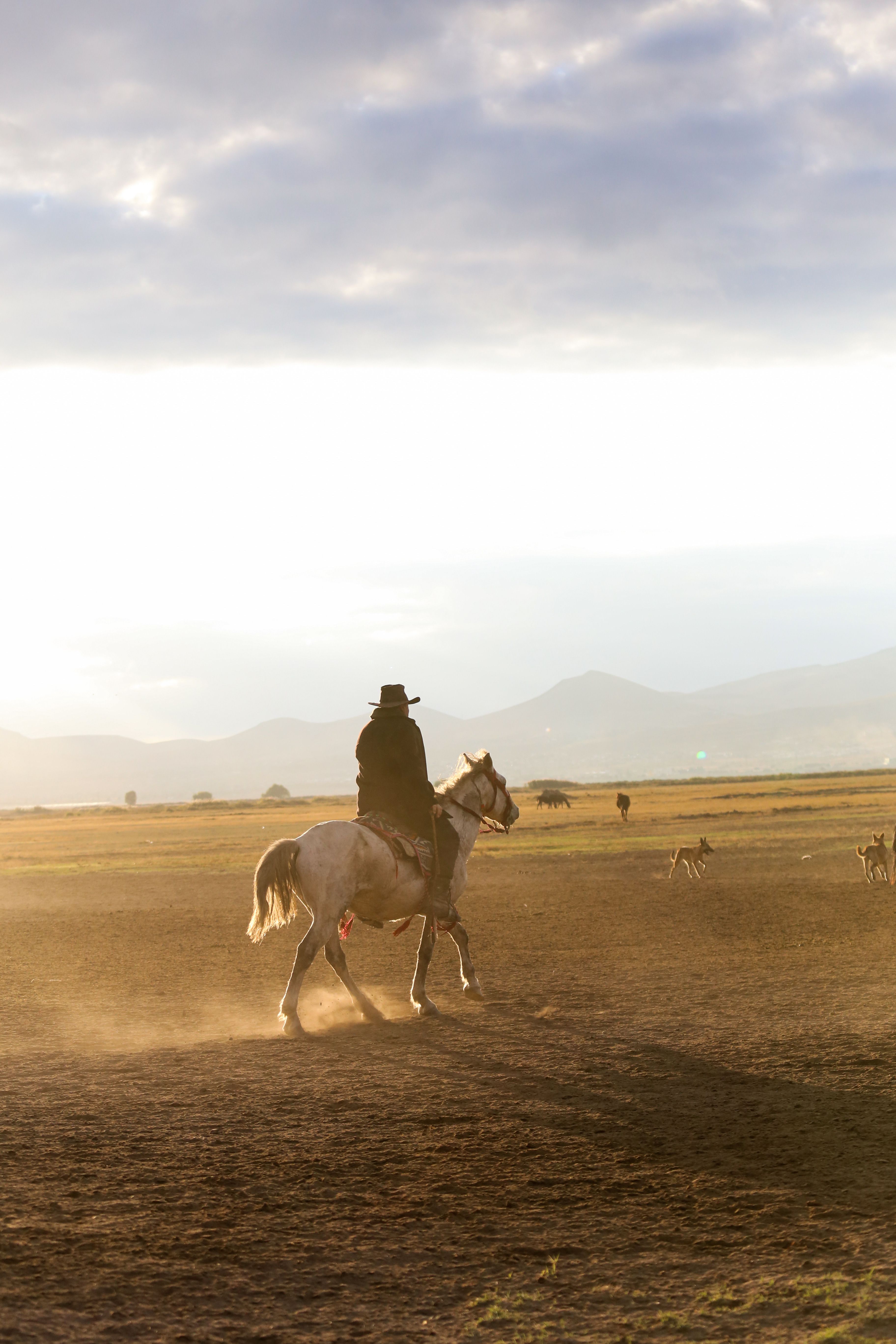 Man Riding a Horse on Brown Field · Free Stock Photo