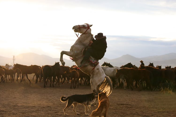 Cowboy On Rearing Horse