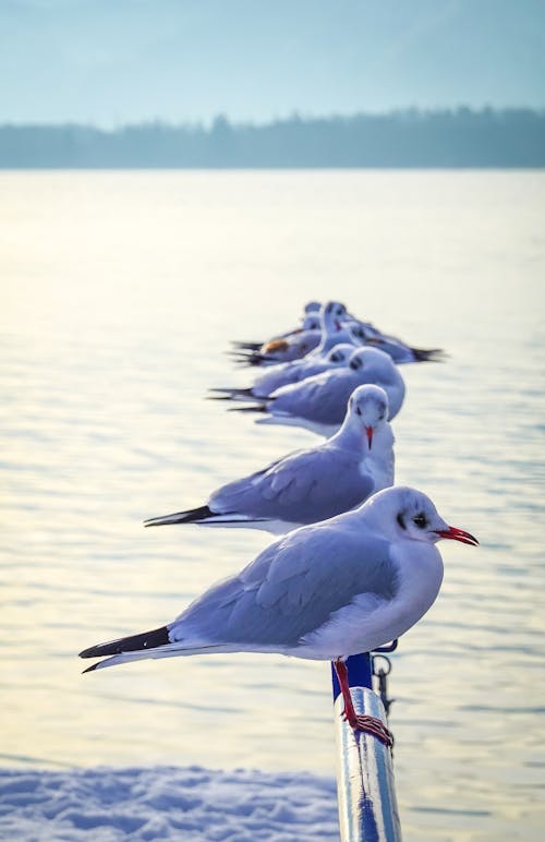 Flock of Seagulls on a Railing