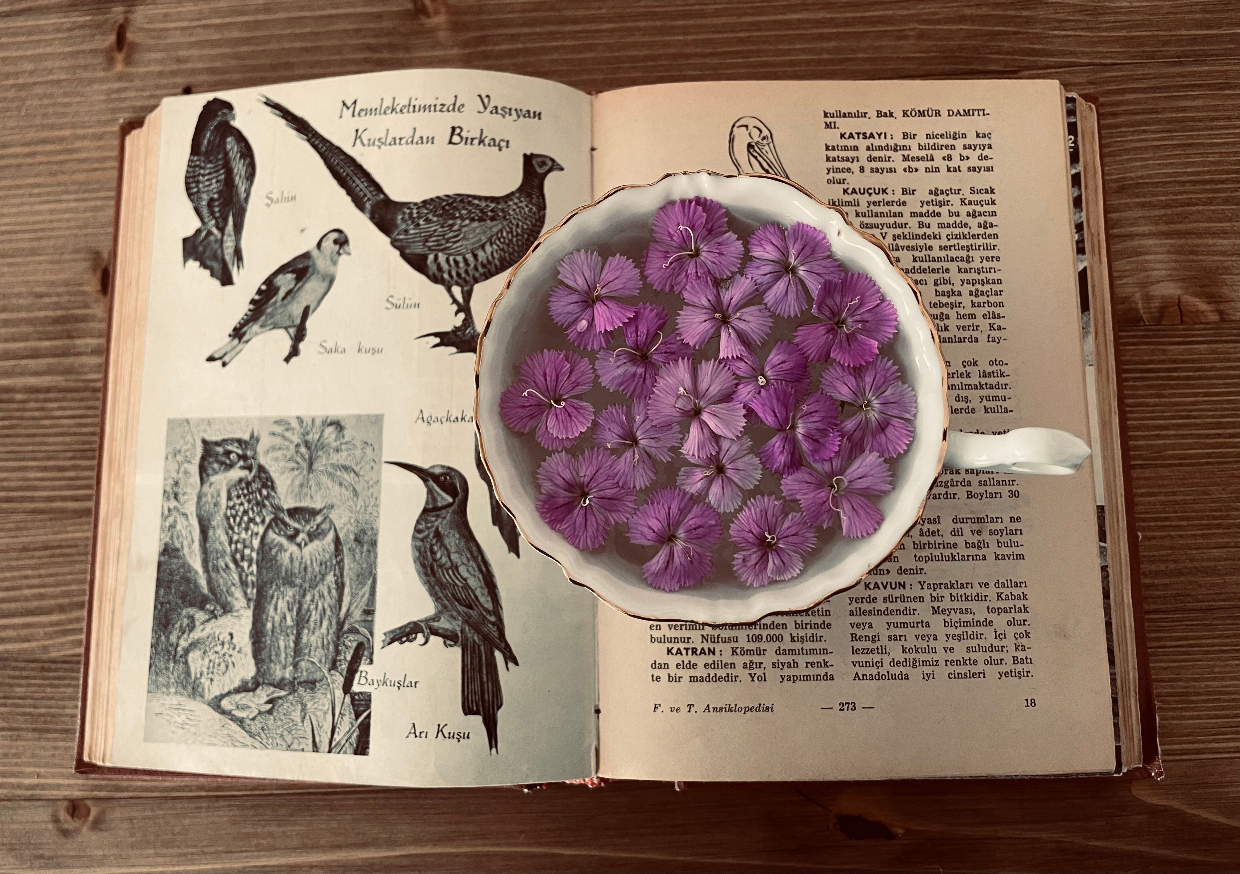 An open book featuring bird illustrations with a cup of water and purple petals on a wooden table.