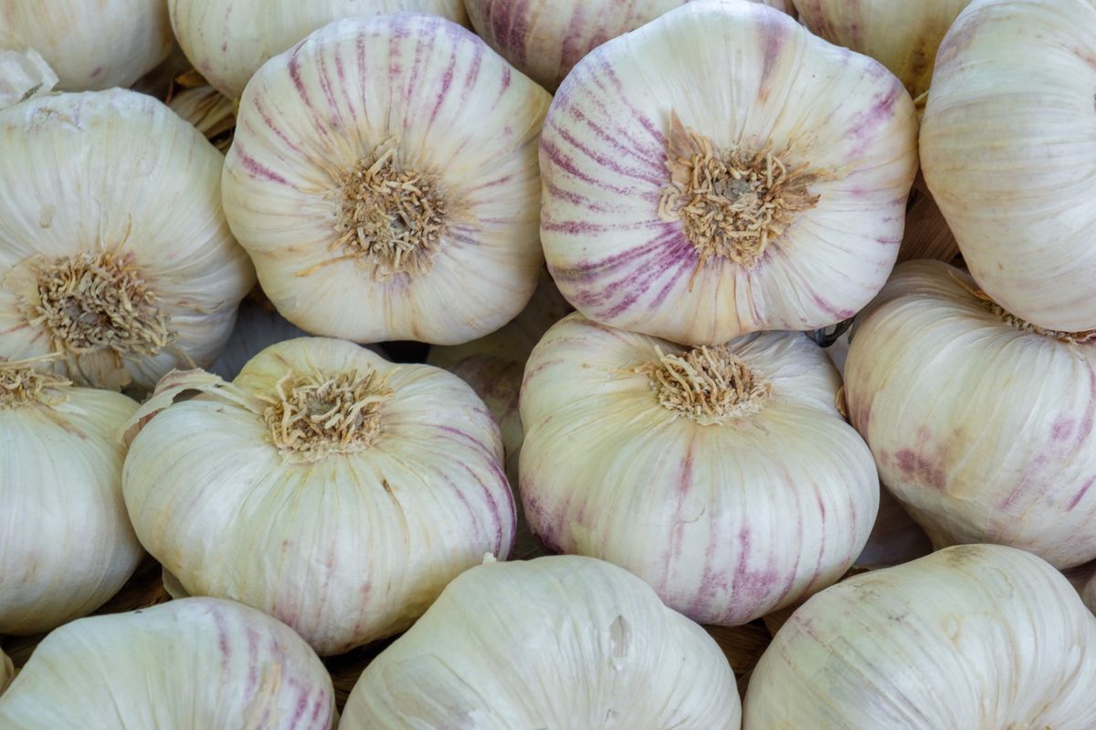 Organic garlic cloves with purple streaks