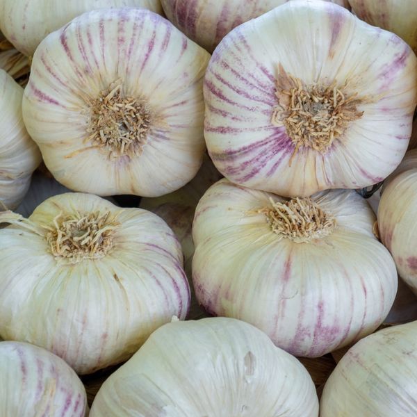 Organic Music Garlic, 1 lb