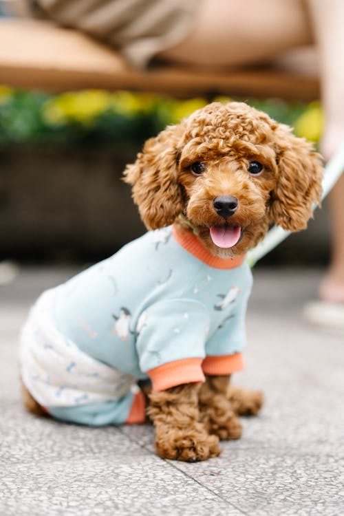 Free Cute Puppy Sitting on the Floor Stock Photo