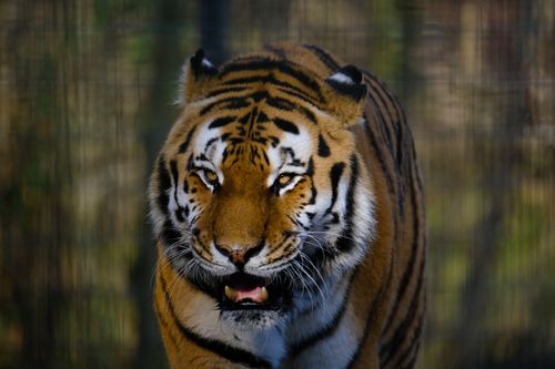 Free Majestic close-up of a Siberian tiger highlighting its striking features, symbolizing strength. Stock Photo