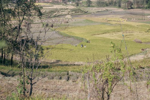 Ingyenes stockfotó hántolatlan rizs, mezők, növekedés témában