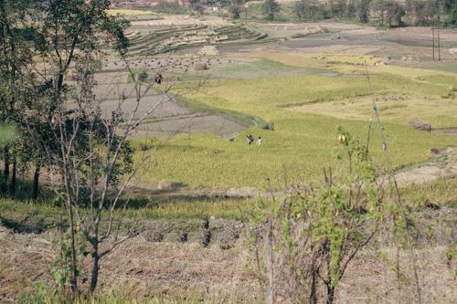 Free Tranquil countryside view featuring lush rice fields and terraced hills. Stock Photo