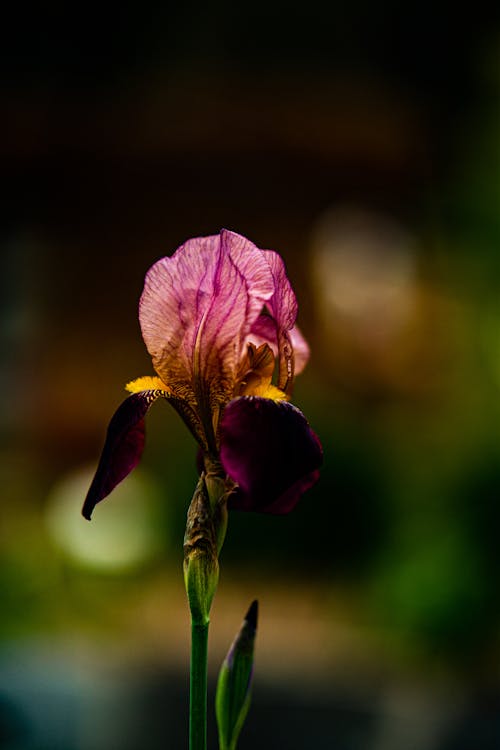 beautiful dark forest flower