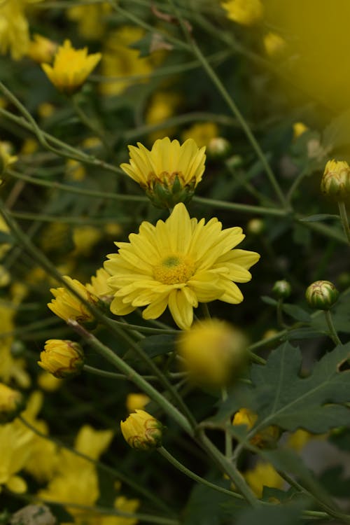 Yellow Flowers in Close Up Photography
