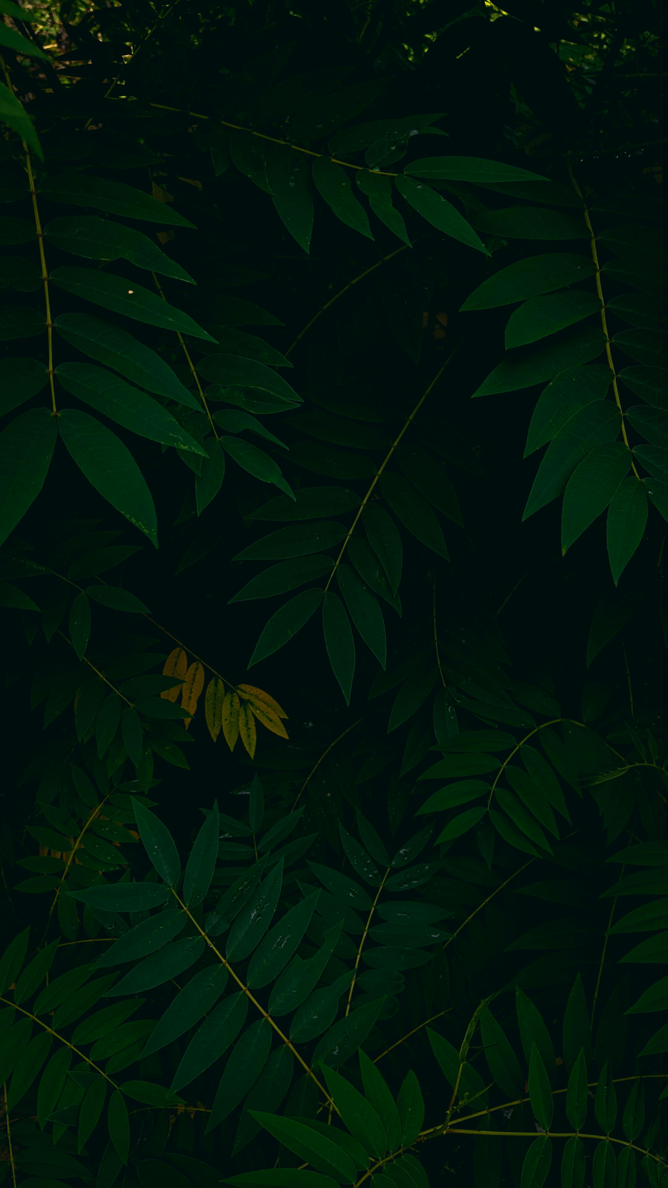 Dark green leaves provide a lush, natural backdrop with visible growth and delicate vine patterns.