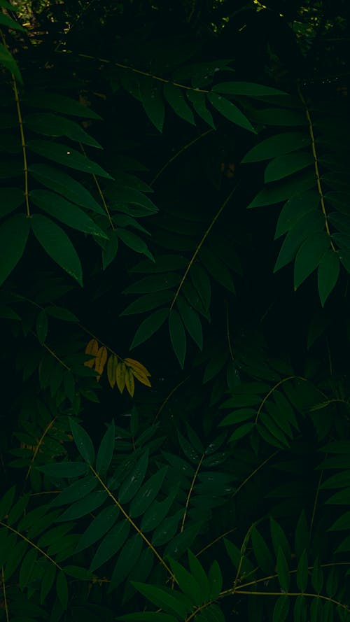 Бесплатное стоковое фото с вертикальный выстрел, завод, зеленые листья