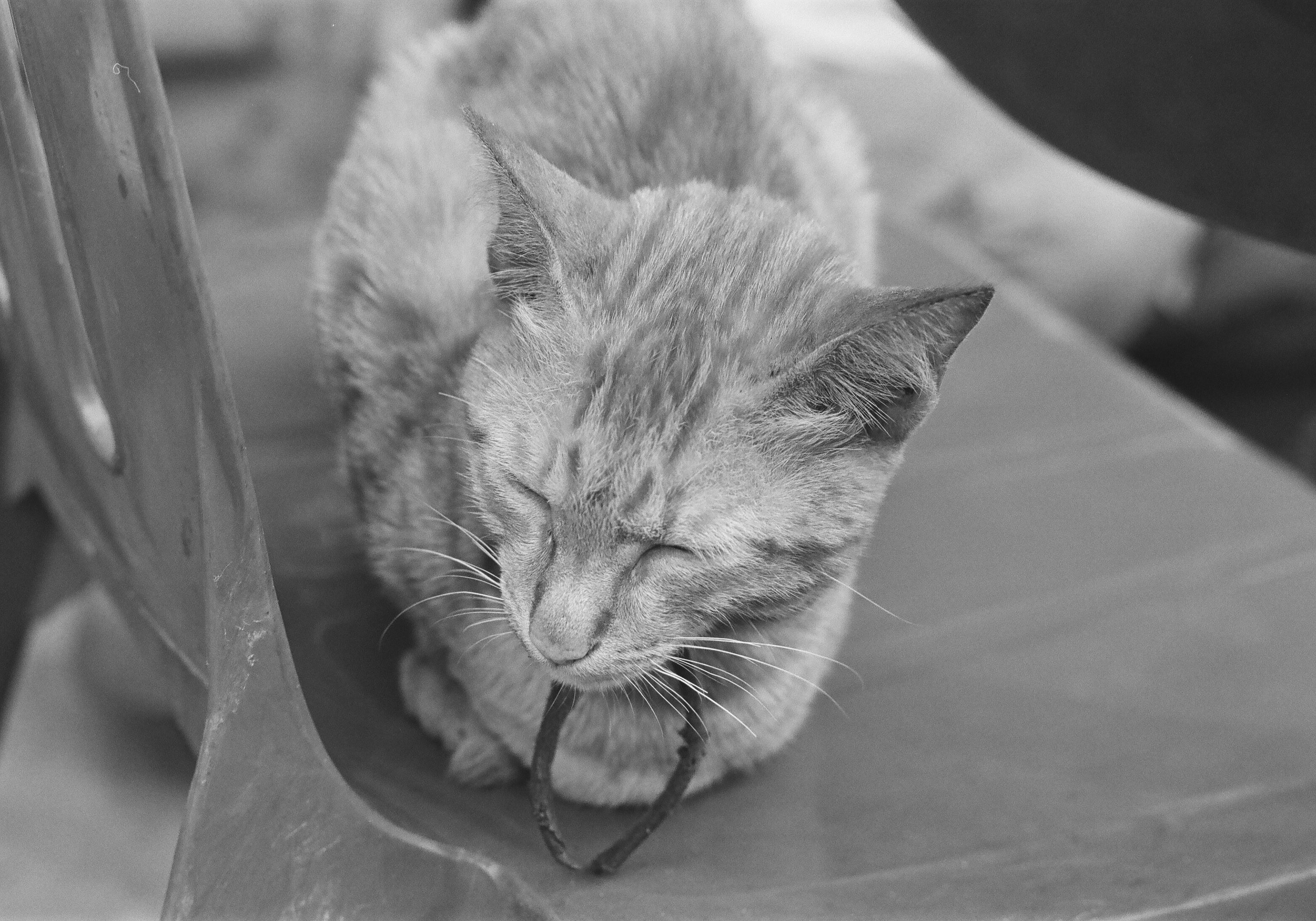 Portrait of a cat at a veterinary clinic