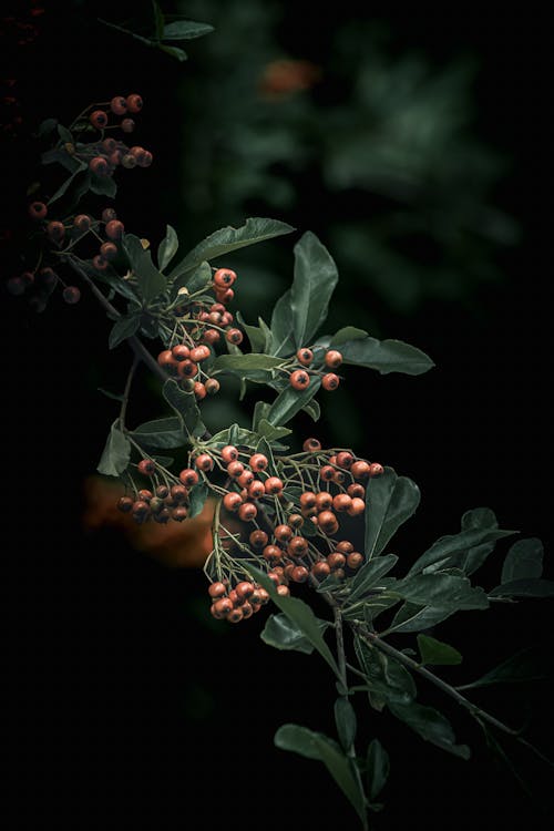 Close up of Berries