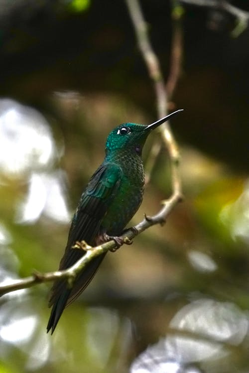 Hummingbird Perching on Branch