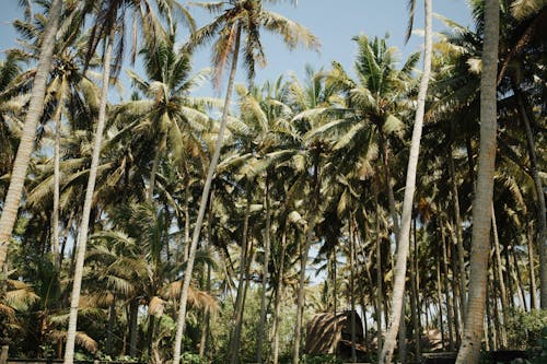 Free House Under Coconut Trees Stock Photo