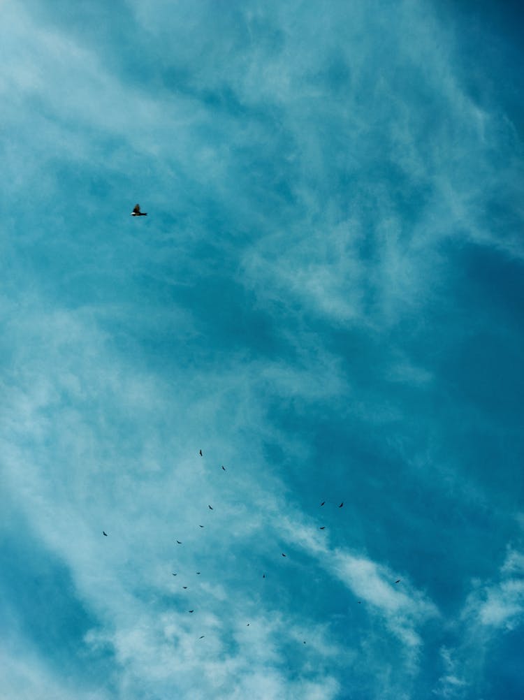 A Bird Flying Under The Blue Sky 