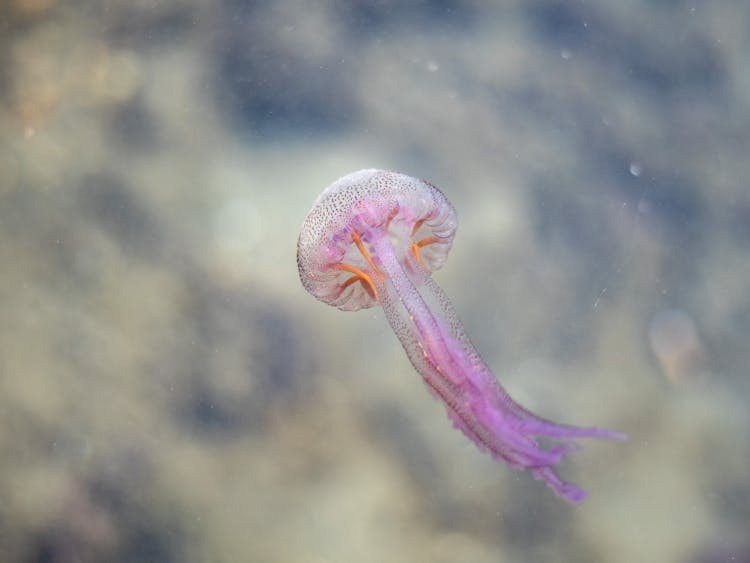 Jellyfish Swimming Underwater