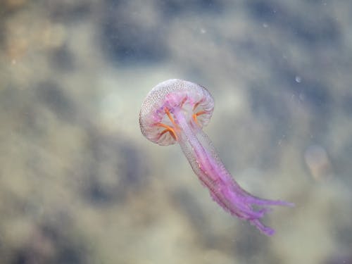 Free Jellyfish Swimming Underwater Stock Photo