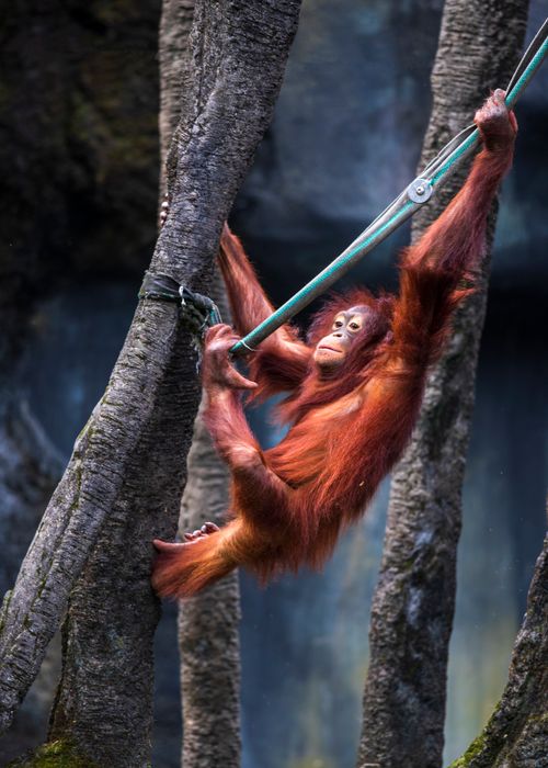 Free Young orangutan swinging on a rope at Taipei Zoo, surrounded by trees. Stock Photo