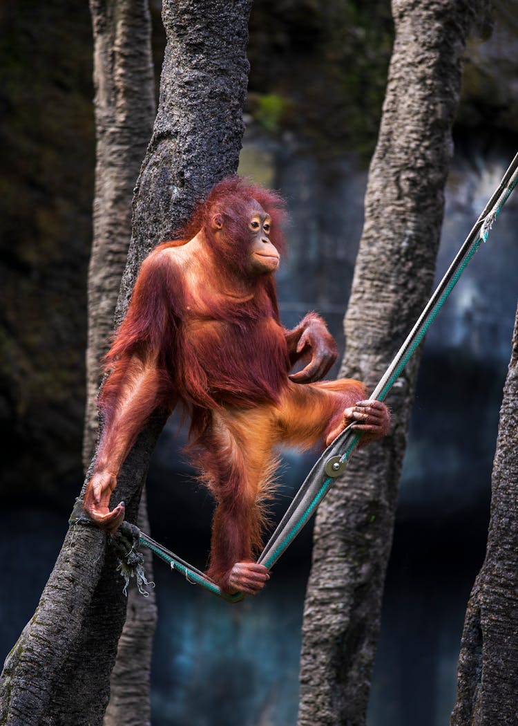 Monkey On Rope Among Trees