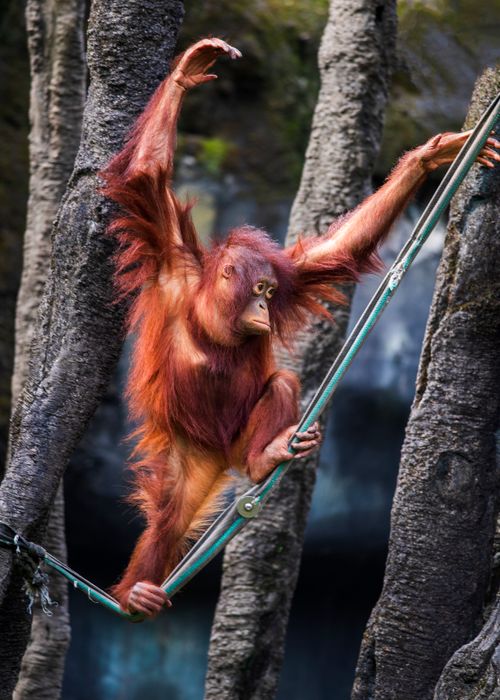 Free A vibrant orangutan skillfully balances on a rope among trees, displaying agility and grace. Stock Photo