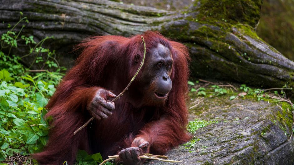 bali zoo orangutan breakfast review: delightful encounter or tourist trap?