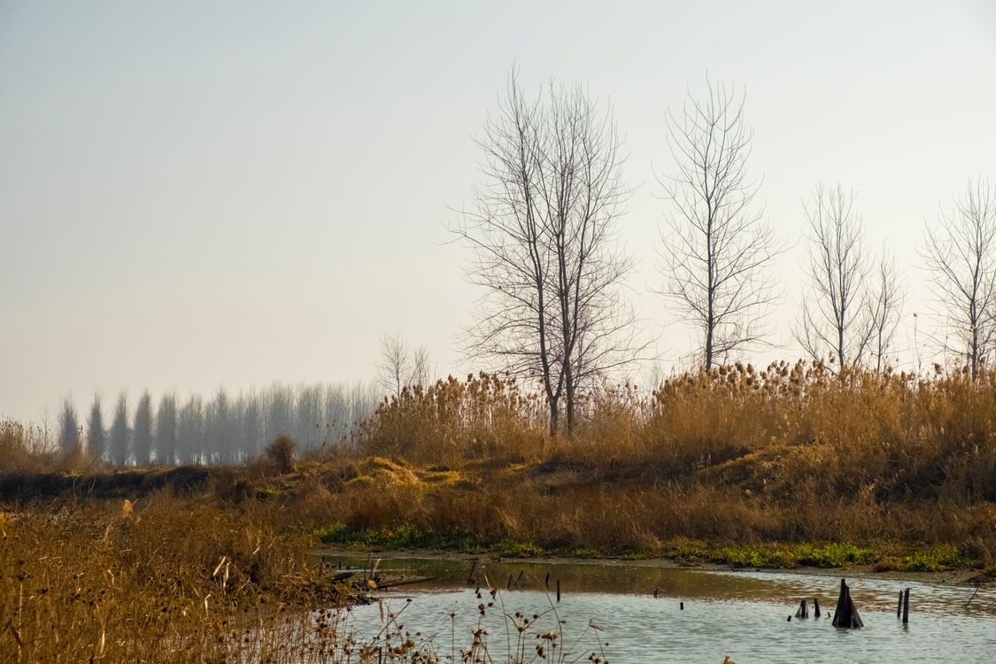 Trees In A Wetland In Early Spring Free Stock Photo trees-in-a-wetland-in-early-spring-free-stock-photo