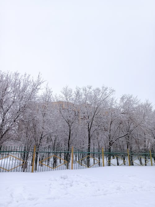 감기, 겨울, 나무의 무료 스톡 사진