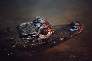 Free stock photo of alligator, alpha, amphibian