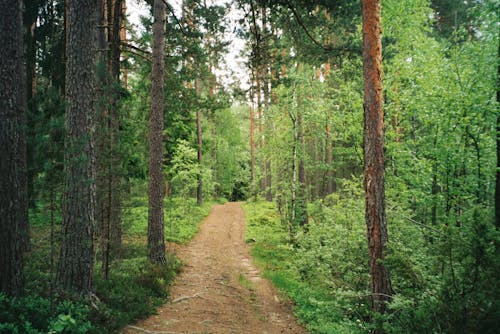 Fotos de stock gratuitas de bosque, camino de tierra, crecimiento