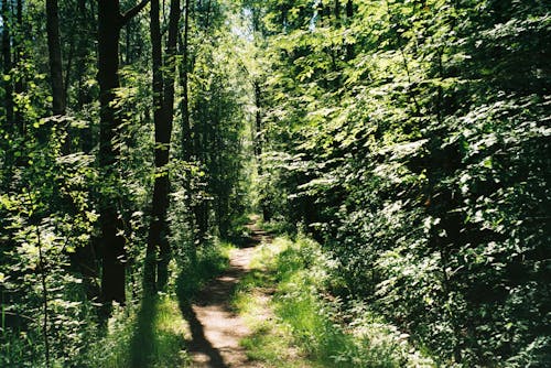 Kostnadsfri bild av gångstig, grön, landskap