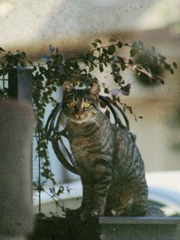 A tabby cat sitting on a ledge with greenery, captured in an urban setting in Istanbul.
