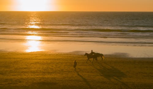 Silhouette of Person Riding a Horse at the Beach 