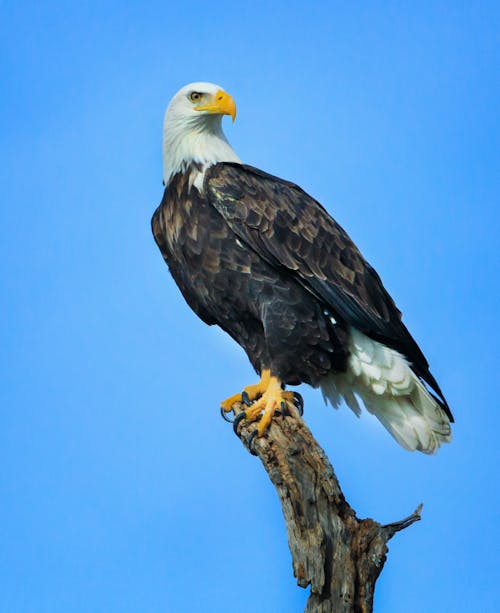 Fotos de stock gratuitas de Águila calva, animal, cielo