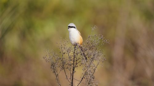 Free A long-tailed shrike perched amidst dry foliage, captured in Haldwani, India. Stock Photo
