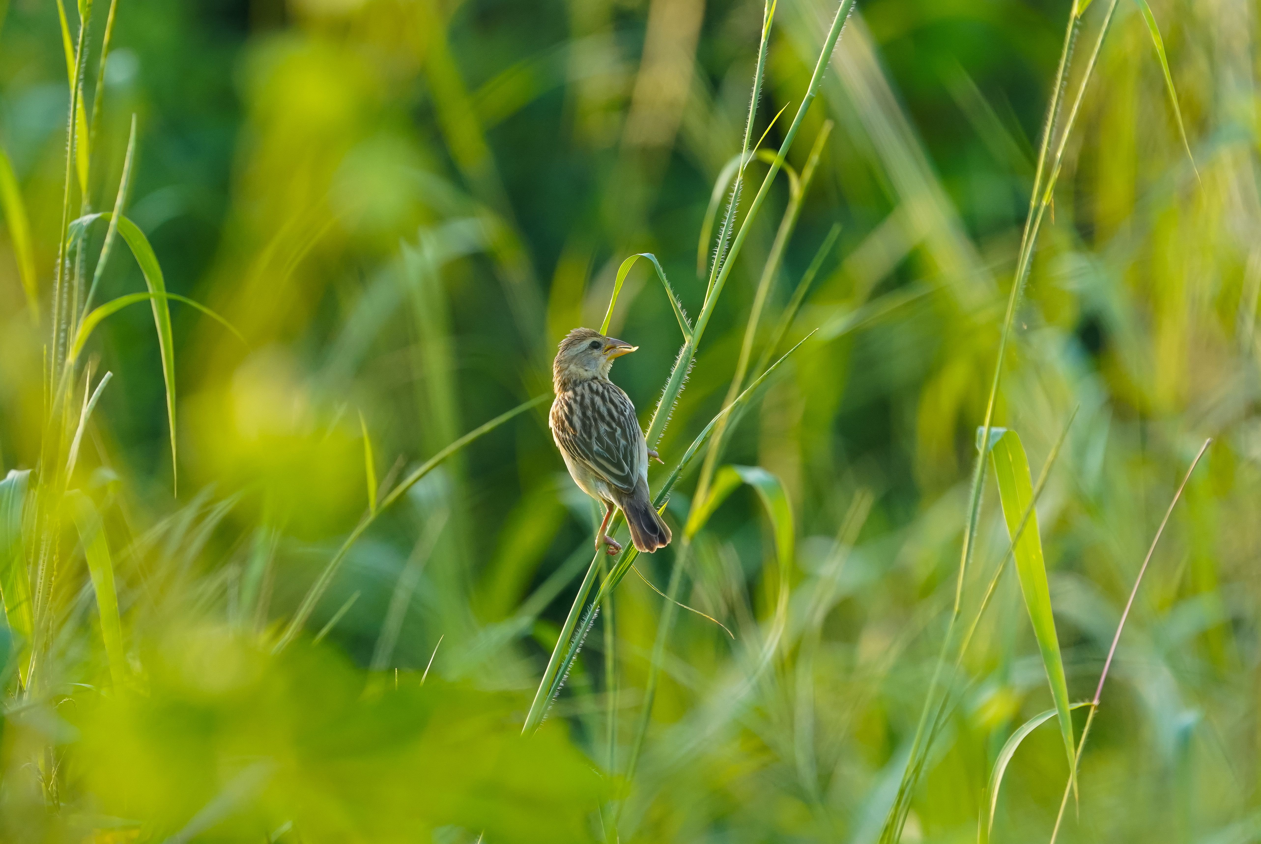Close-up of a Baya Weaver bird perched amidst lush green grass in Haldwani, India.