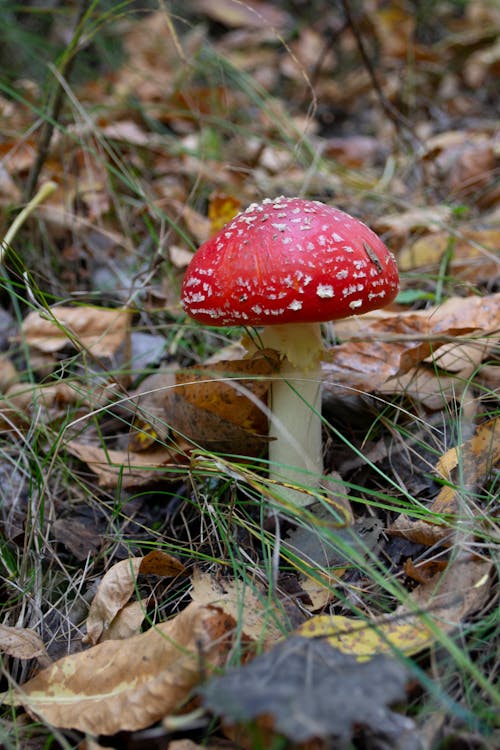 Fly Agaric on the Ground in Close-up Photography