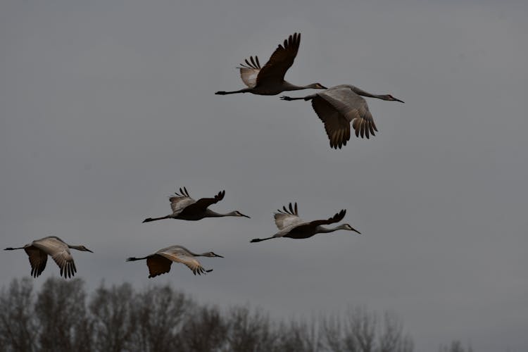 Demoiselle Cranes Flying In Formation