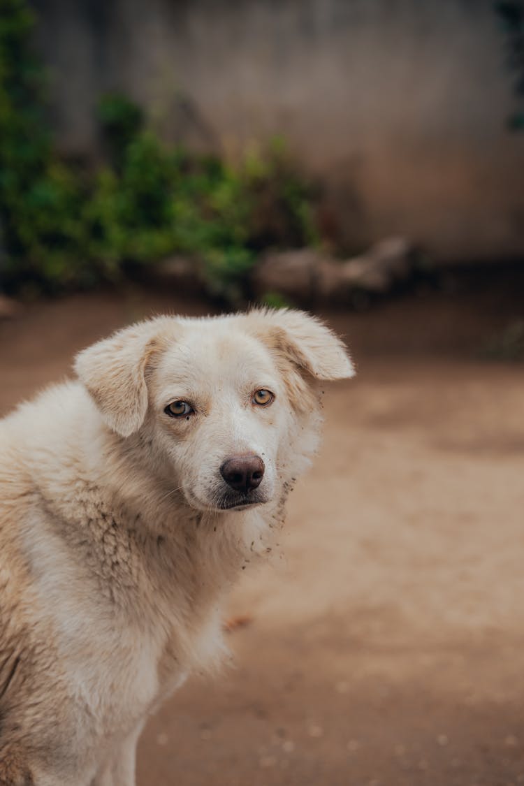 A Dirty White Dog