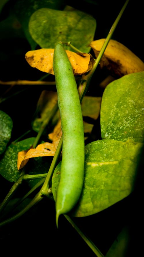 Free Bean  Stock Photo