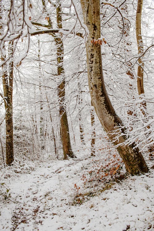 Ingyenes stockfotó csupasz fák, függőleges lövés, havas témában