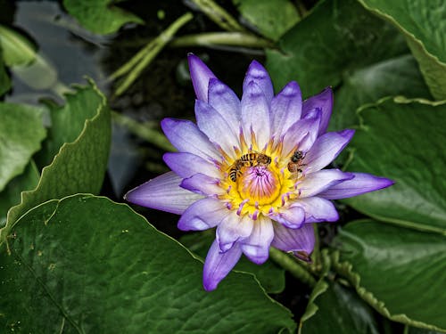 Free Purple Water Lily with Bees Stock Photo