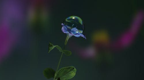 Bubble_flower