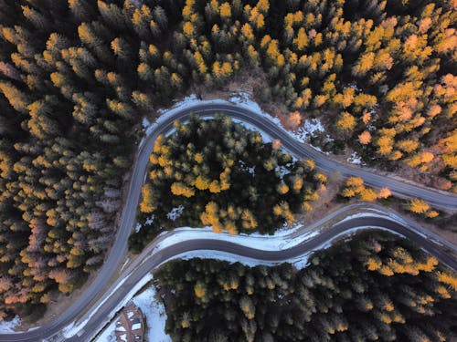 森林, 樹木, 空拍機連續鏡頭 的 免費圖庫相片