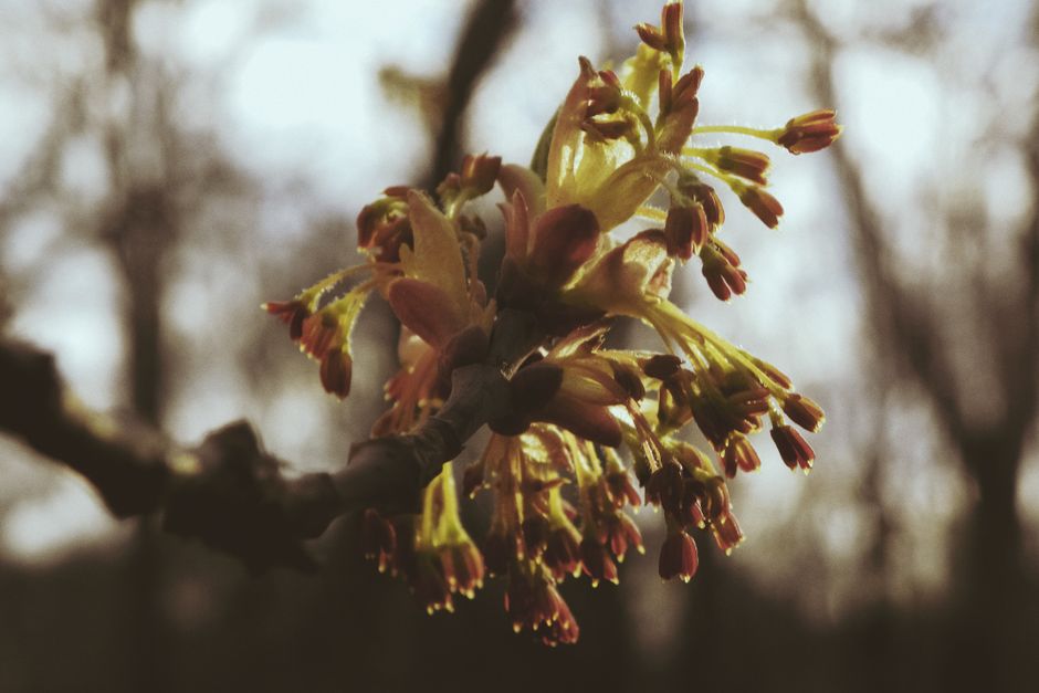Spring buds opening on a tree branch — when tree gender matters for Surrey BC yards