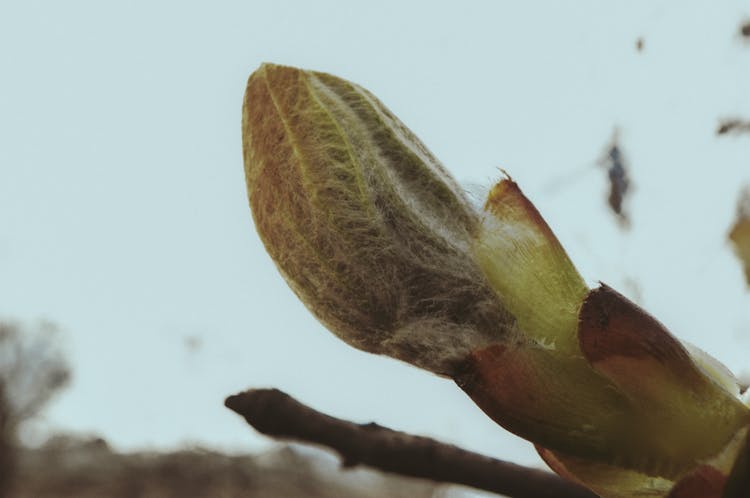 Close-up Of Flower Bud On Sky Background