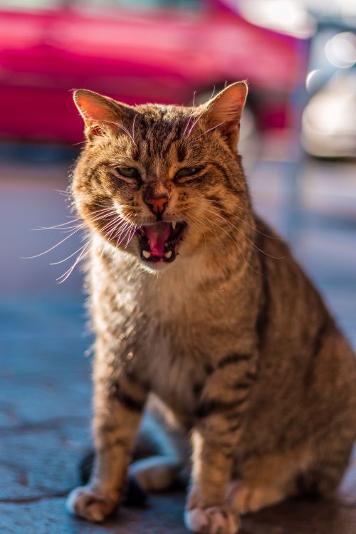 Free Captivating close-up of a yawning tabby cat with sunlight highlighting its fur. Stock Photo