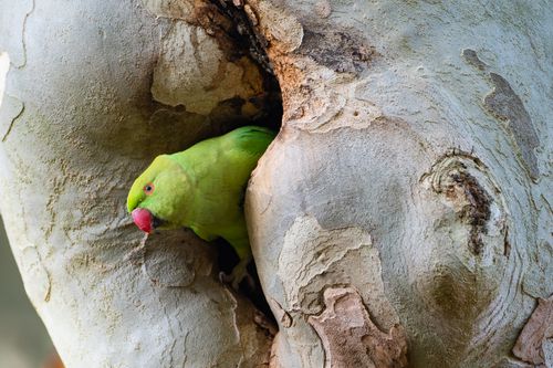 Free Close-up of a vibrant green rose-ringed parakeet peeking from a tree cavity. Stock Photo