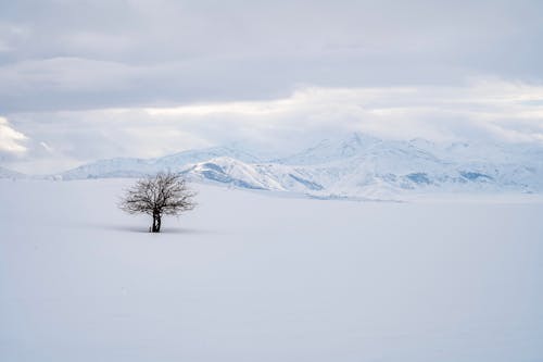 冬季, 冷, 单树 的 免费素材图片