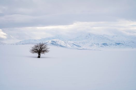 A lone tree stands in a vast snowy field with majestic mountains in Tatvan, Türkiye.